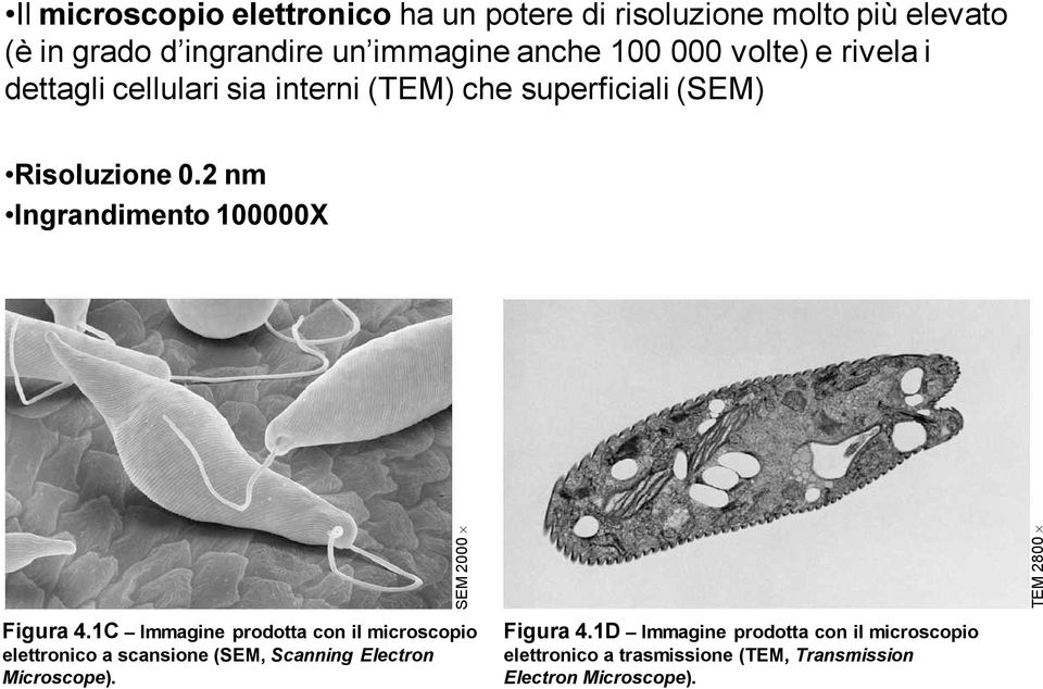 2 nm Ingrandimento 100000X SEM 2000 TEM 2800 Figura 4.