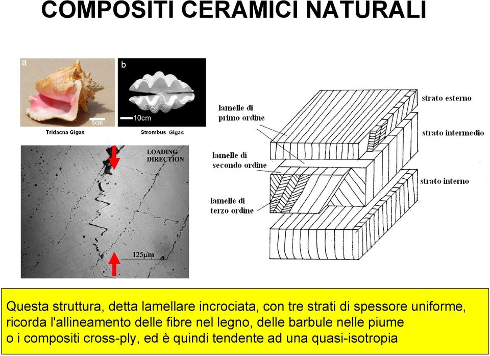 l'allineamento delle fibre nel legno, delle barbule nelle