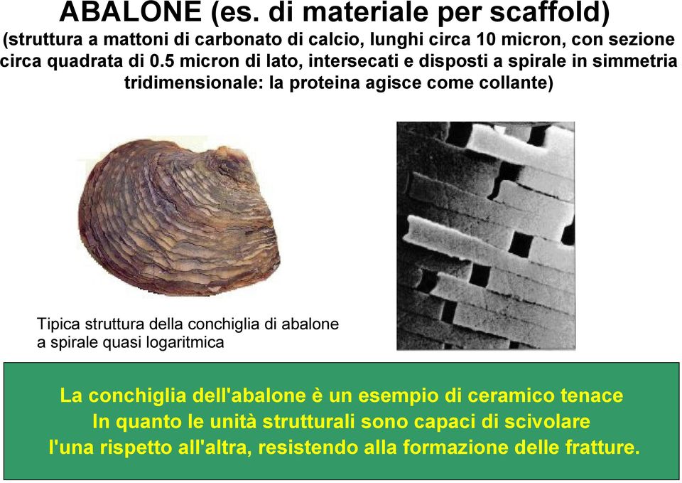 5 micron di lato, intersecati e disposti a spirale in simmetria tridimensionale: la proteina agisce come collante) Tipica