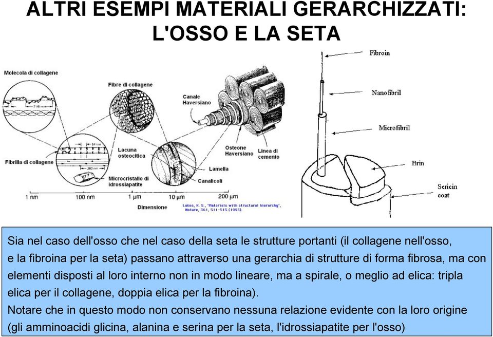 non in modo lineare, ma a spirale, o meglio ad elica: tripla elica per il collagene, doppia elica per la fibroina).