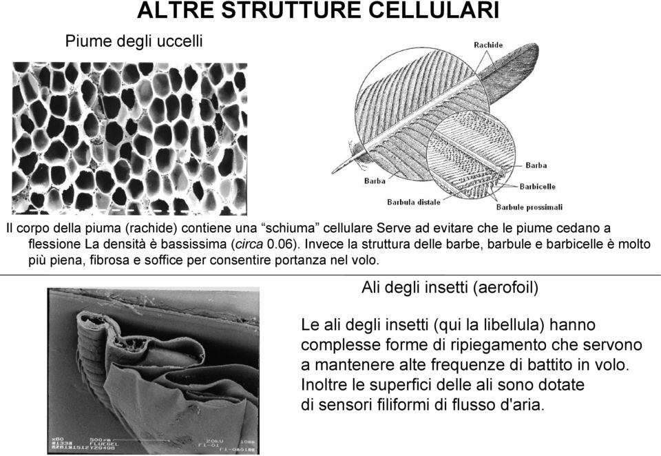 Invece la struttura delle barbe, barbule e barbicelle è molto più piena, fibrosa e soffice per consentire portanza nel volo.