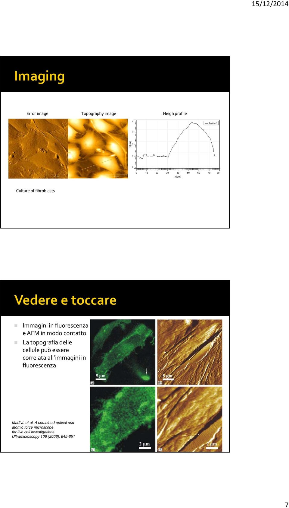 correlata all immagini in fluorescenza Madl J. et al.