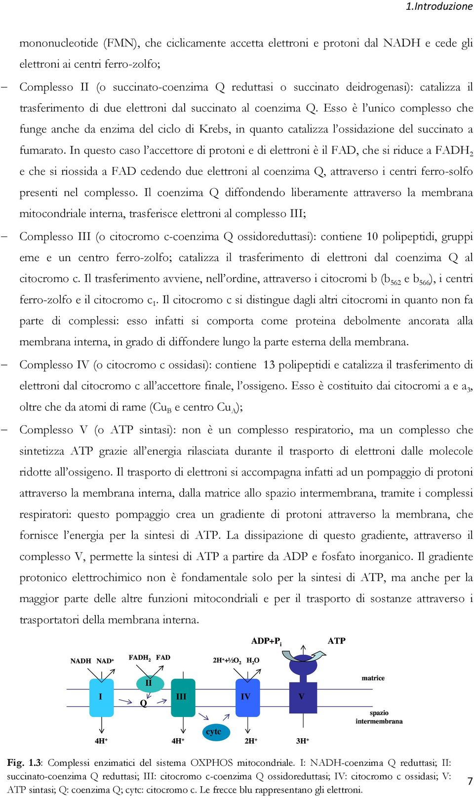 Esso è l unico complesso che funge anche da enzima del ciclo di Krebs, in quanto catalizza l ossidazione del succinato a fumarato.