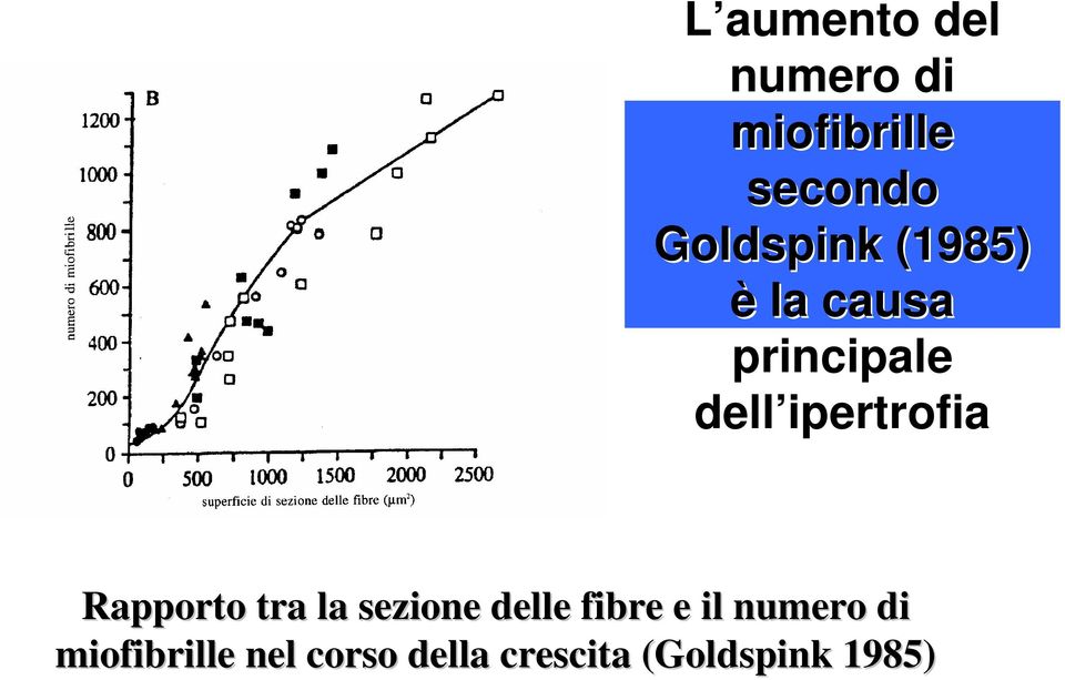 ipertrofia Rapporto tra la sezione delle fibre e