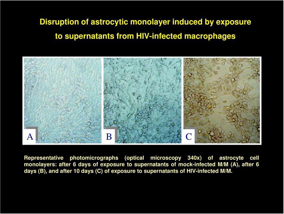 astrocyte cell monolayers: after 6 days of exposure to supernatants of mock-infected M/M