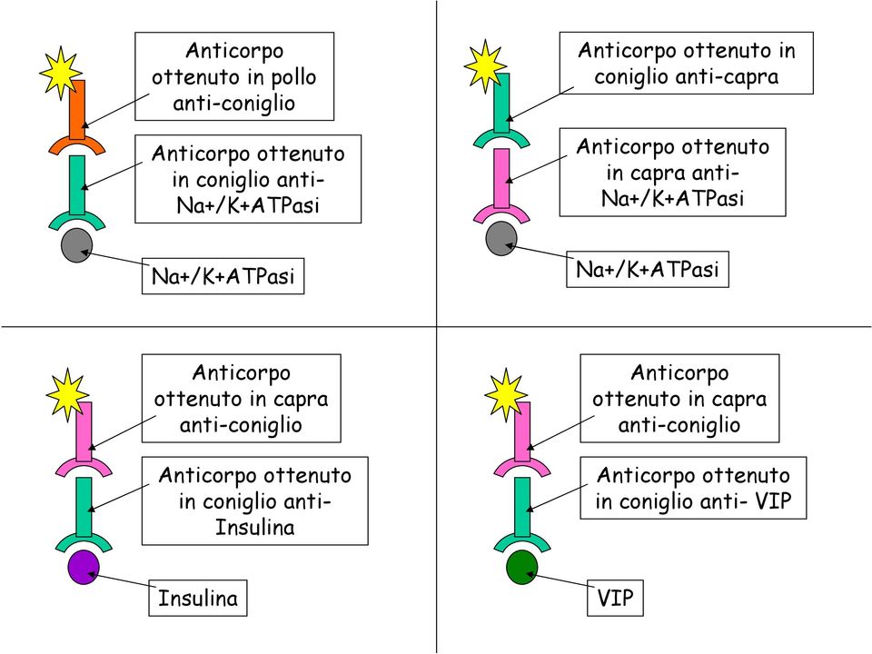 Na+/K+ATPasi Na+/K+ATPasi Anticorpo ottenuto in capra anti-coniglio Anticorpo ottenuto in