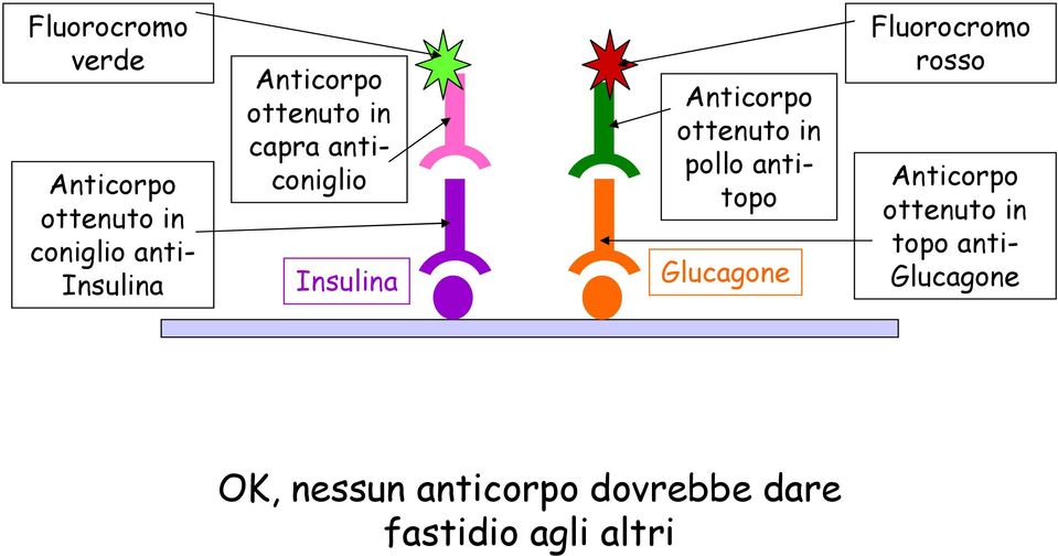 in pollo antitopo Glucagone Fluorocromo rosso Anticorpo ottenuto in