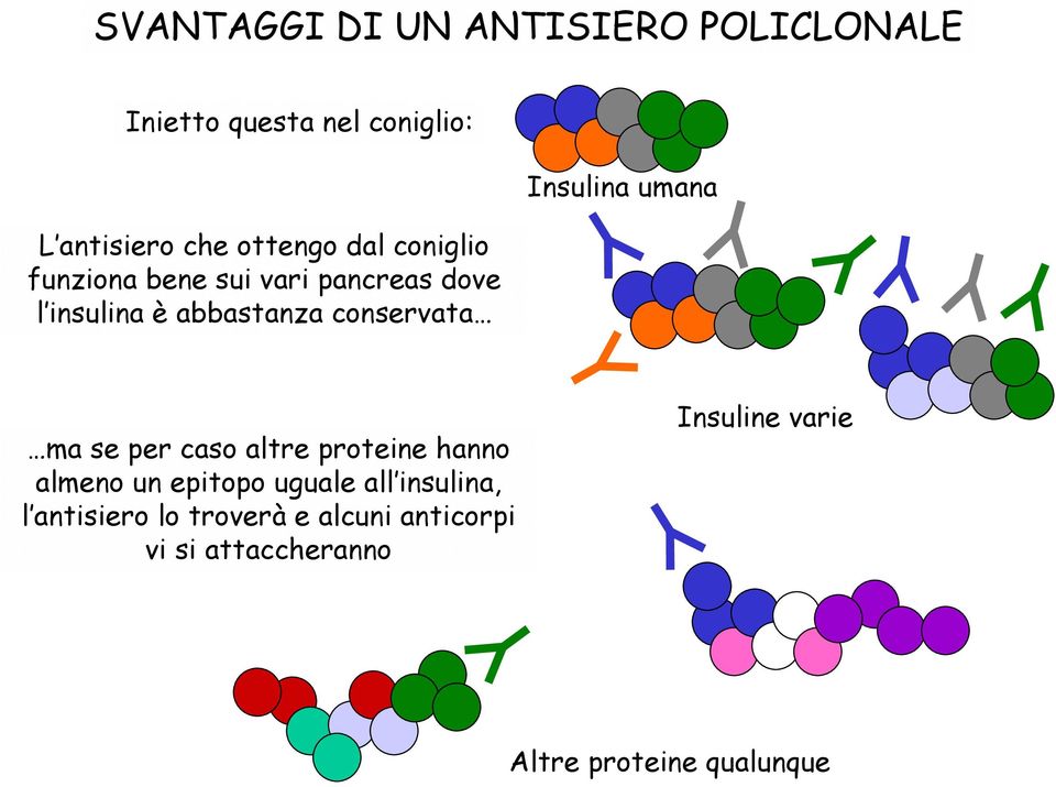 Insulina umana ma se per caso altre proteine hanno almeno un epitopo uguale all insulina, l