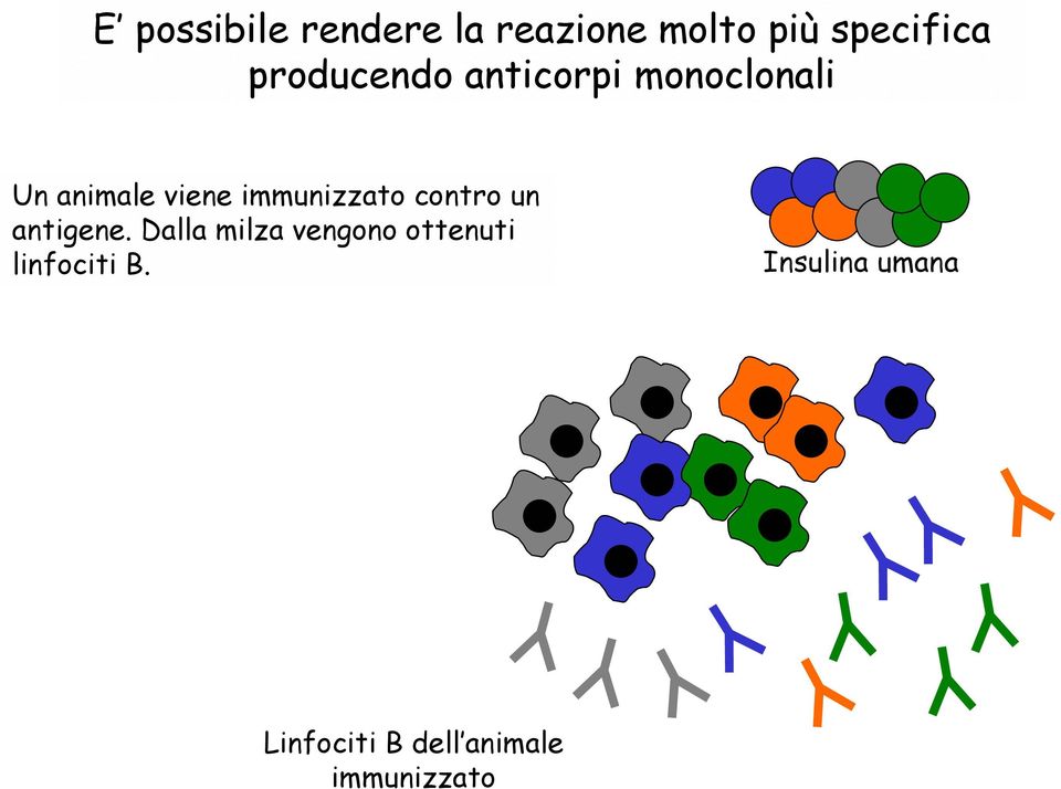 immunizzato contro un antigene.