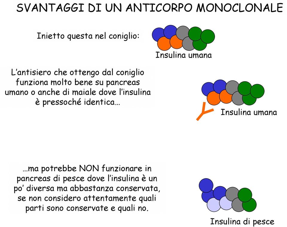 identica Insulina umana ma potrebbe NON funzionare in pancreas di pesce dove l insulina è un po diversa