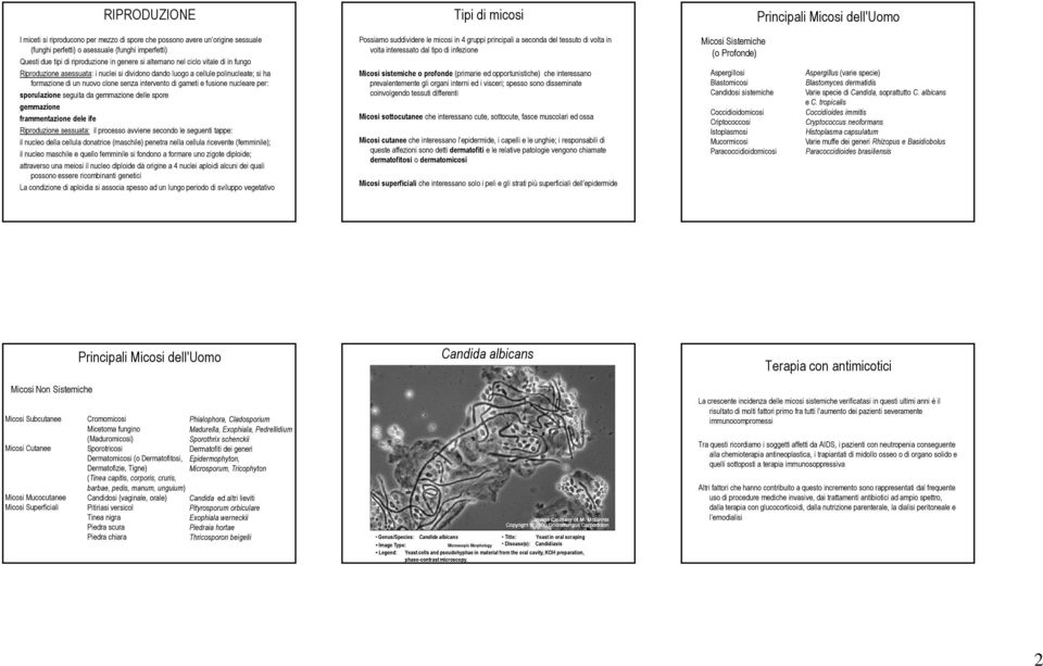 intervento di gameti e fusione nucleare per: sporulazione seguita da gemmazione delle spore gemmazione frammentazione dele ife Riproduzione sessuata: il processo avviene secondo le seguenti tappe: il