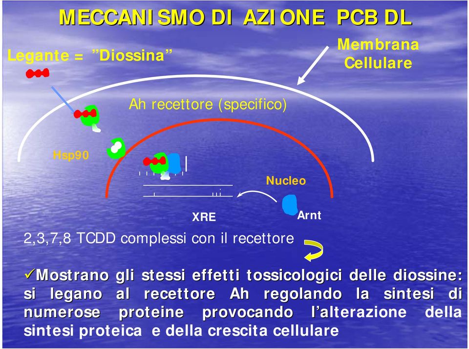 stessi effetti tossicologici delle diossine: si legano al recettore Ah regolando la