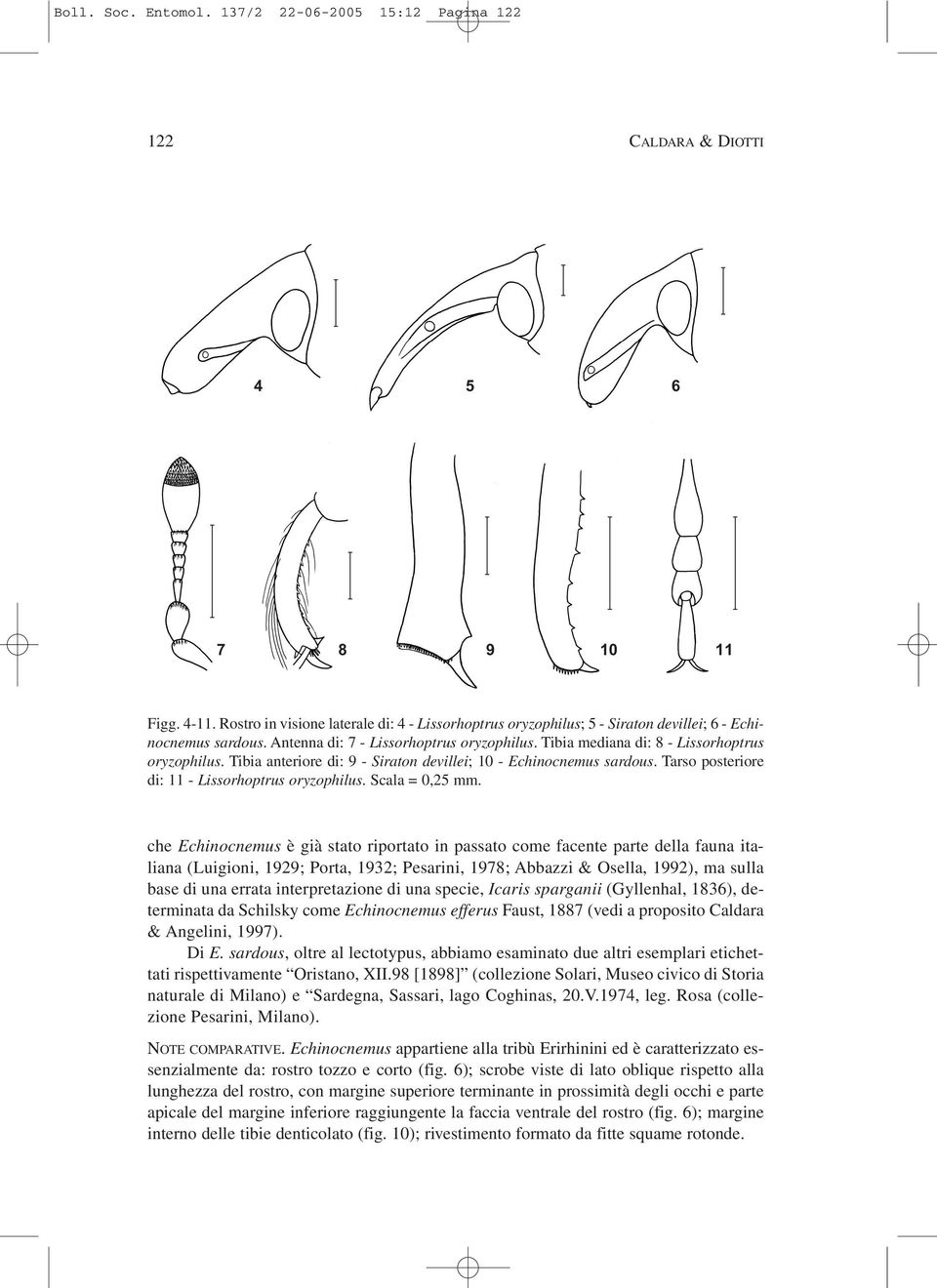 Tibia mediana di: 8 - Lissorhoptrus oryzophilus. Tibia anteriore di: 9 - Siraton devillei; 10 - Echinocnemus sardous. Tarso posteriore di: 11 - Lissorhoptrus oryzophilus. Scala = 0,25 mm.