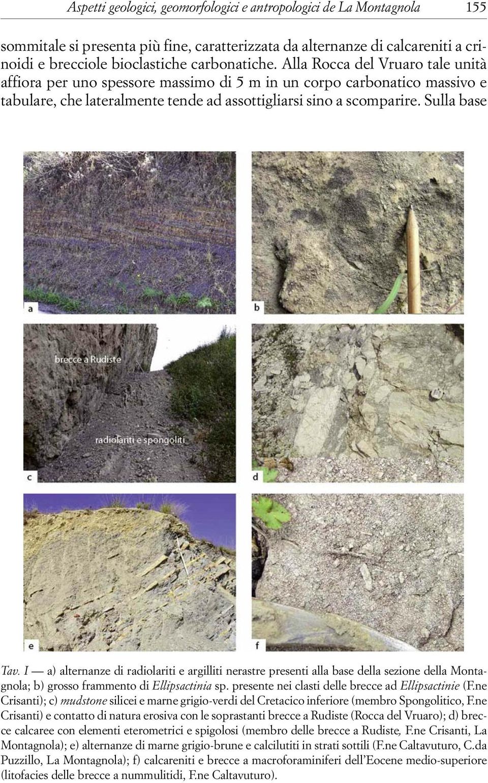 I a) alternanze di radiolariti e argilliti nerastre presenti alla base della sezione della Montagnola; b) grosso frammento di Ellipsactinia sp. presente nei clasti delle brecce ad Ellipsactinie (F.