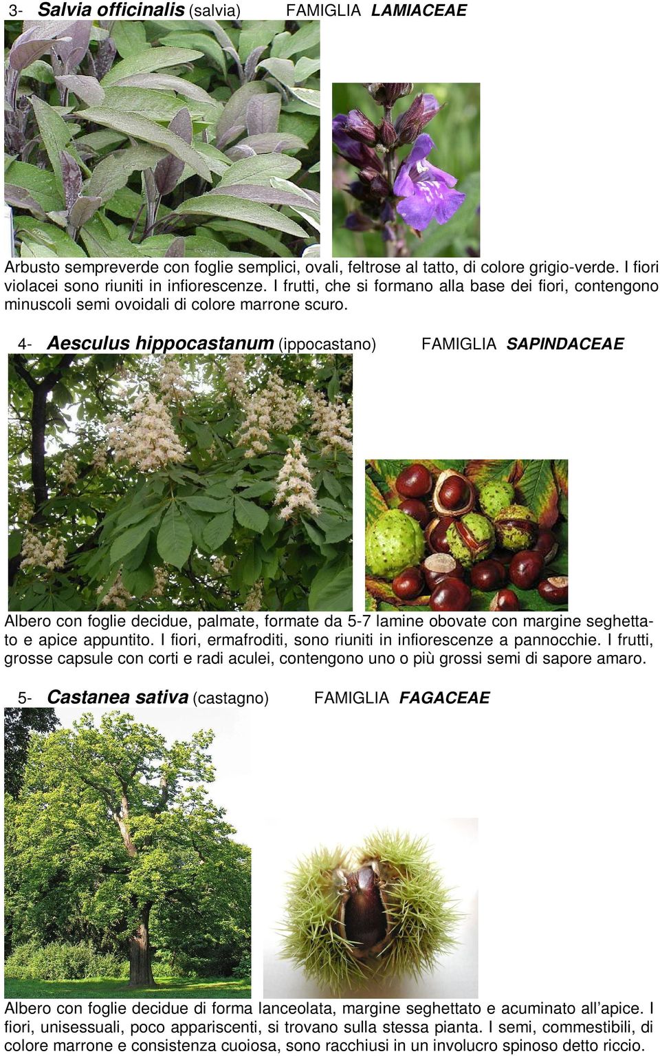 4- Aesculus hippocastanum (ippocastano) FAMIGLIA SAPINDACEAE Albero con foglie decidue, palmate, formate da 5-7 lamine obovate con margine seghettato e apice appuntito.