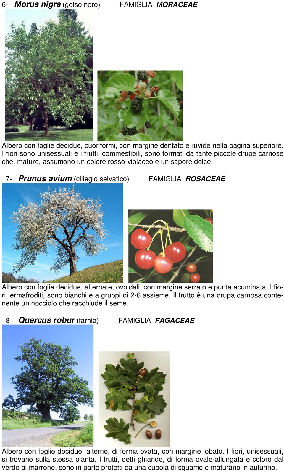7- Prunus avium (ciliegio selvatico) FAMIGLIA ROSACEAE Albero con foglie decidue, alternate, ovoidali, con margine serrato e punta acuminata.