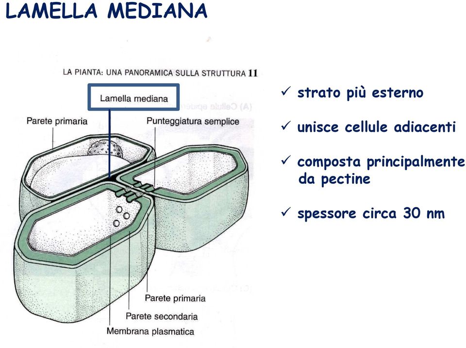 adiacenti composta