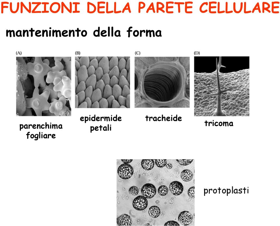 forma parenchima fogliare