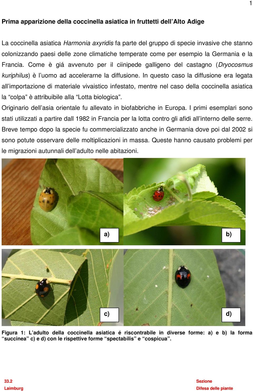 In questo caso la diffusione era legata all importazione di materiale vivaistico infestato, mentre nel caso della coccinella asiatica la colpa è attribuibile alla Lotta biologica.