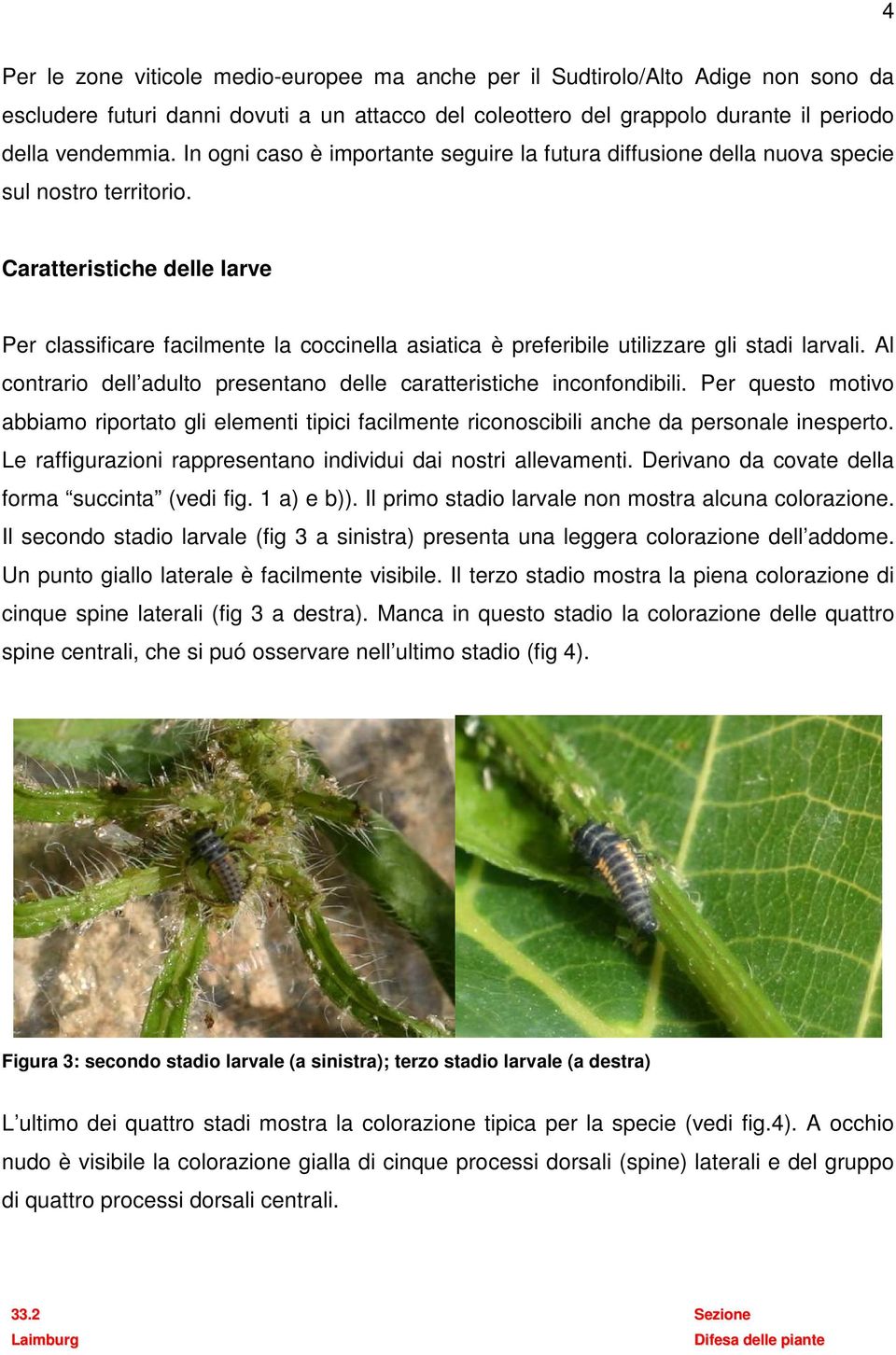 Caratteristiche delle larve Per classificare facilmente la coccinella asiatica è preferibile utilizzare gli stadi larvali. Al contrario dell adulto presentano delle caratteristiche inconfondibili.