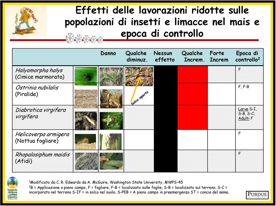 (Nottua fogliare) Rhopalosiphum maidis (Afidi) F F 1 Modificato da C. R. Edwards da A.