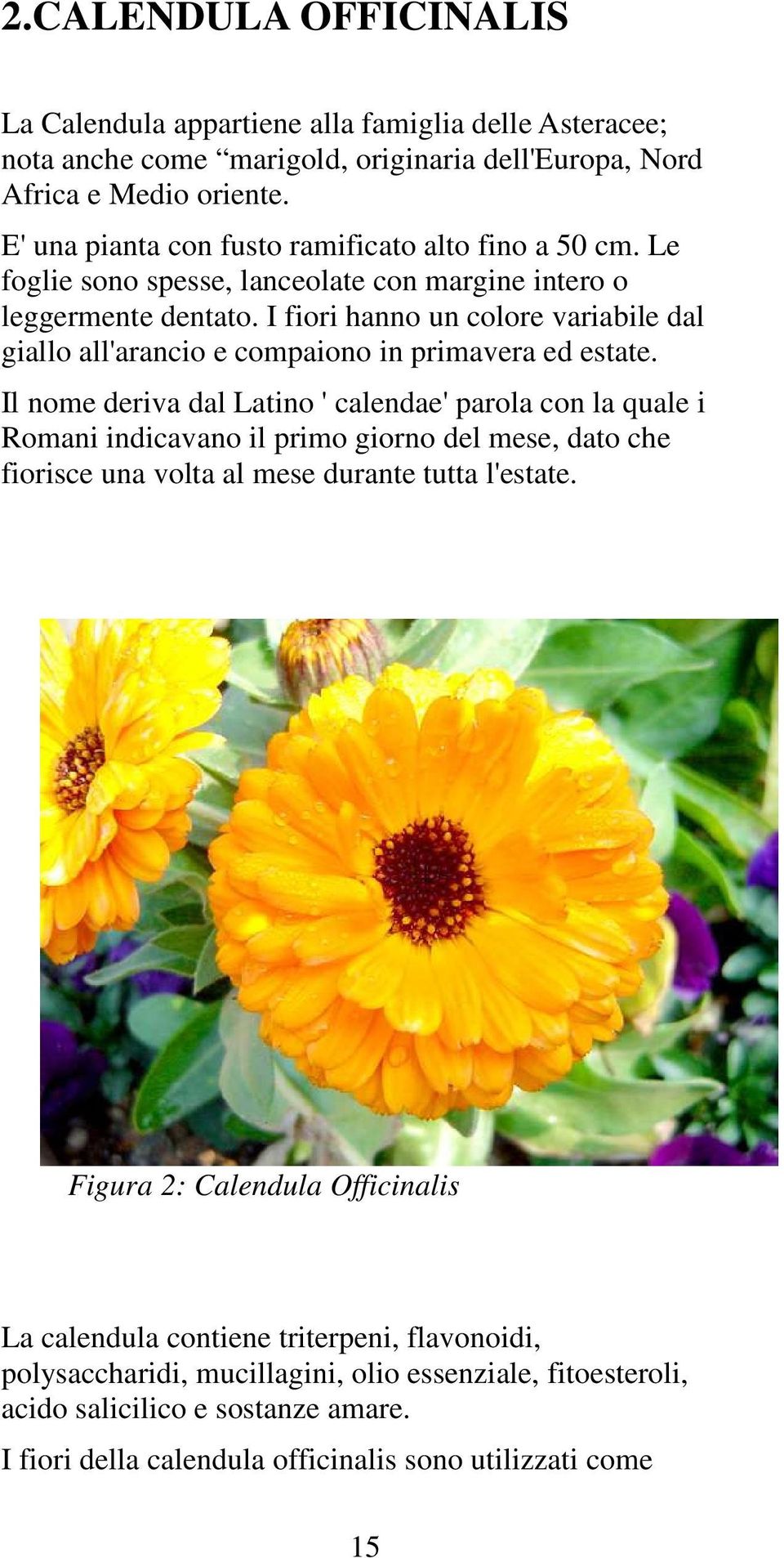 I fiori hanno un colore variabile dal giallo all'arancio e compaiono in primavera ed estate.