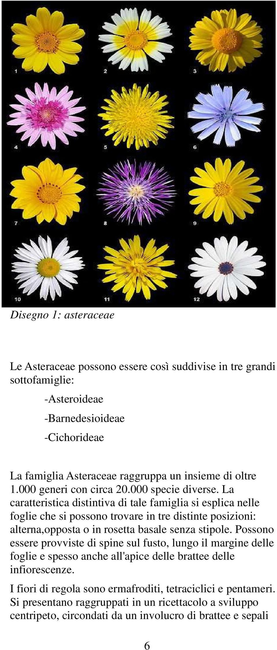 La caratteristica distintiva di tale famiglia si esplica nelle foglie che si possono trovare in tre distinte posizioni: alterna,opposta o in rosetta basale senza stipole.