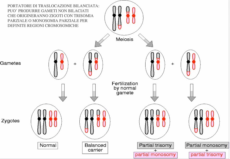 ORIGINERANNO ZIGOTI CON TRISOMIA PARZIALE O