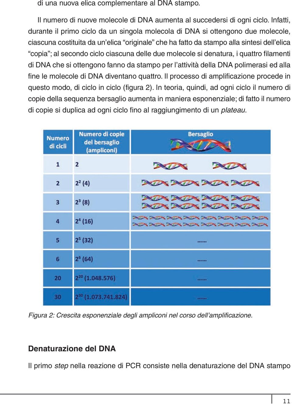 ciclo ciascuna delle due molecole si denatura, i quattro filamenti di DNA che si ottengono fanno da stampo per l attività della DNA polimerasi ed alla fine le molecole di DNA diventano quattro.