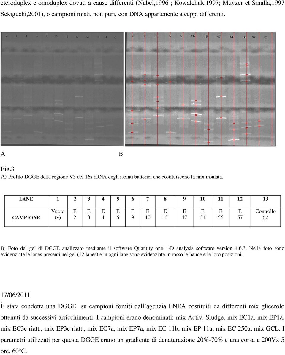 LAN 1 2 3 4 5 6 7 8 9 10 11 12 13 CAMPION Vuoto (v) 2 3 4 5 9 10 15 47 54 56 57 Controllo (c) B) Foto del gel di DGG analizzato mediante il software Quantity one 1-D analysis software version 4.6.3. Nella foto sono evidenziate le lanes presenti nel gel (12 lanes) e in ogni lane sono evidenziate in rosso le bande e le loro posizioni.