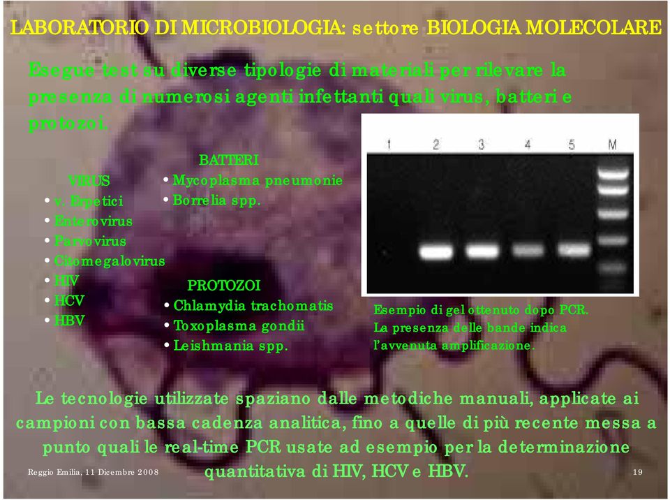 Esempio di gel ottenuto dopo PCR. La presenza delle bande indica l avvenuta amplificazione.