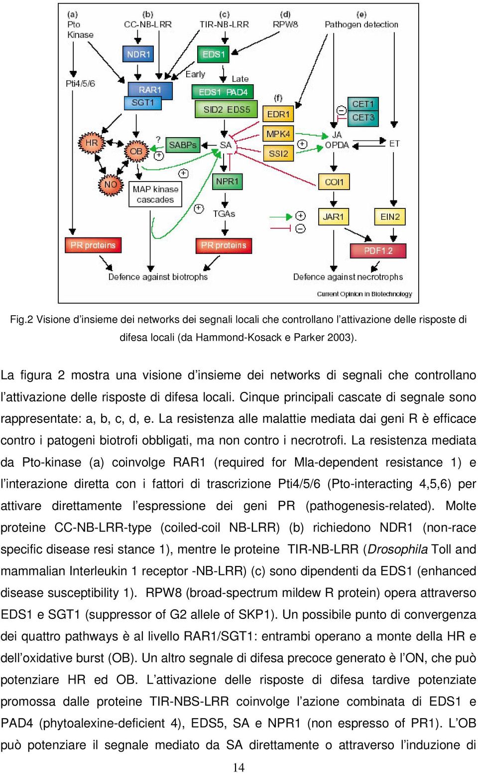 La resistenza alle malattie mediata dai geni R è efficace contro i patogeni biotrofi obbligati, ma non contro i necrotrofi.