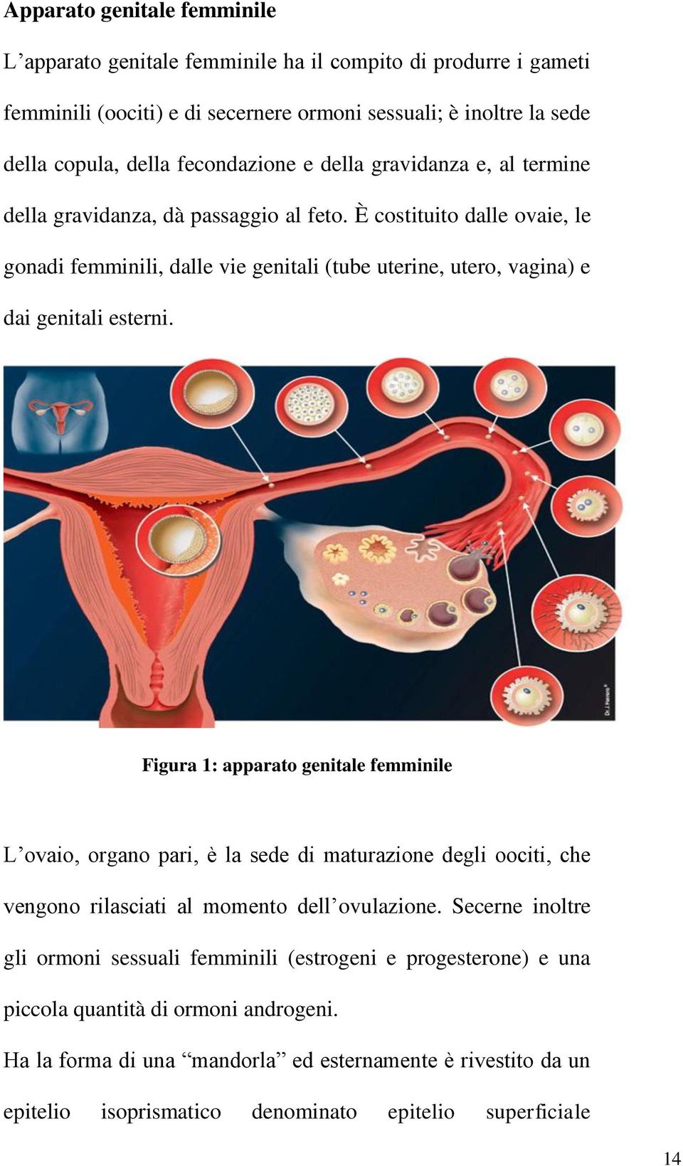 È costituito dalle ovaie, le gonadi femminili, dalle vie genitali (tube uterine, utero, vagina) e dai genitali esterni.