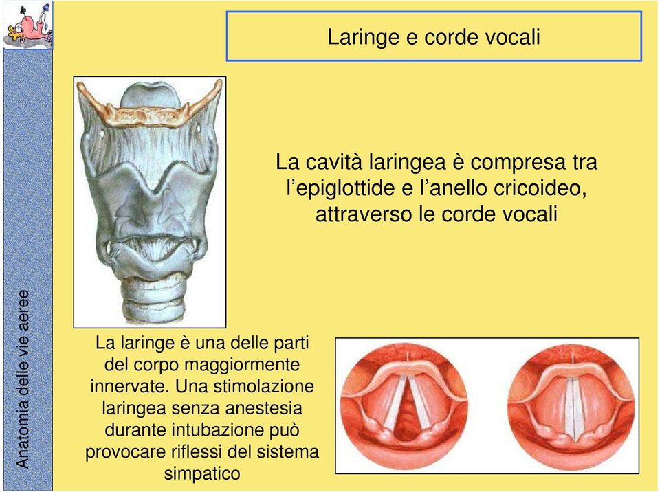 laringe è una delle parti del corpo maggiormente innervate.
