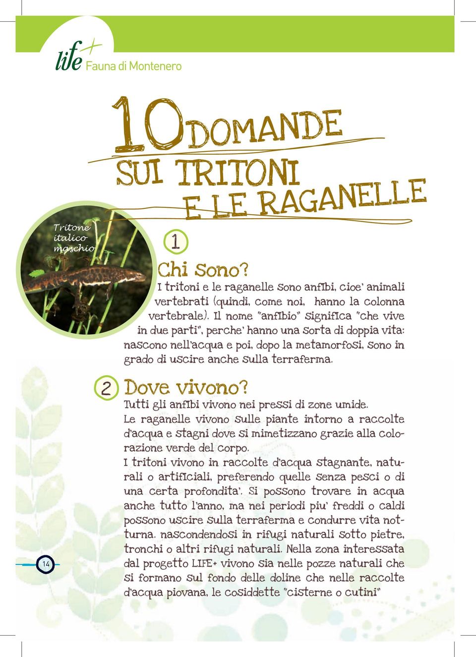 Tutti gli anfibi vivono nei pressi di zone umide. Le raganelle vivono sulle piante intorno a raccolte d acqua e stagni dove si mimetizzano grazie alla colorazione verde del corpo.