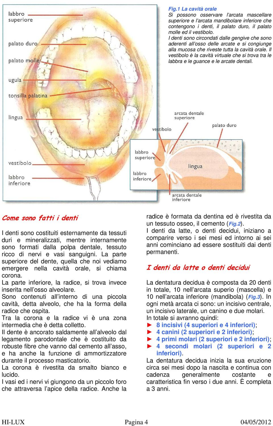 Il vestibolo è la cavità virtuale che si trova tra le labbra e le guance e le arcate dentali.