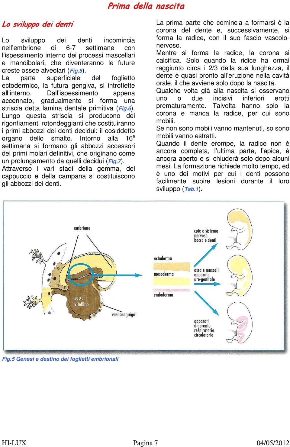 Dall ispessimento appena accennato, gradualmente si forma una striscia detta lamina dentale primitiva (Fig.6).