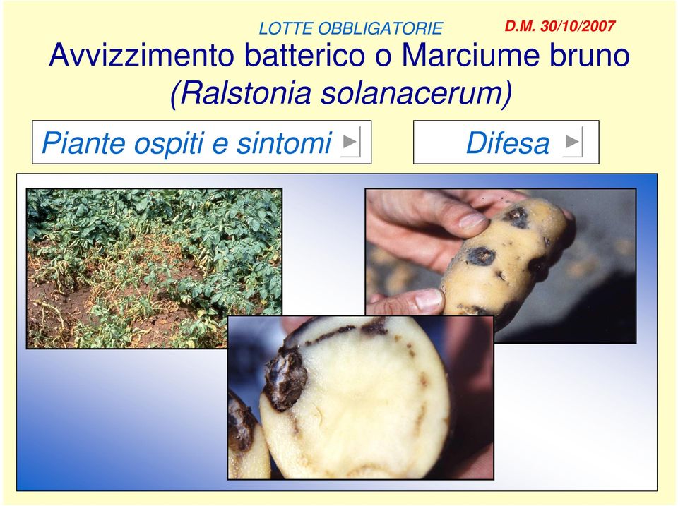 batterico o Marciume bruno