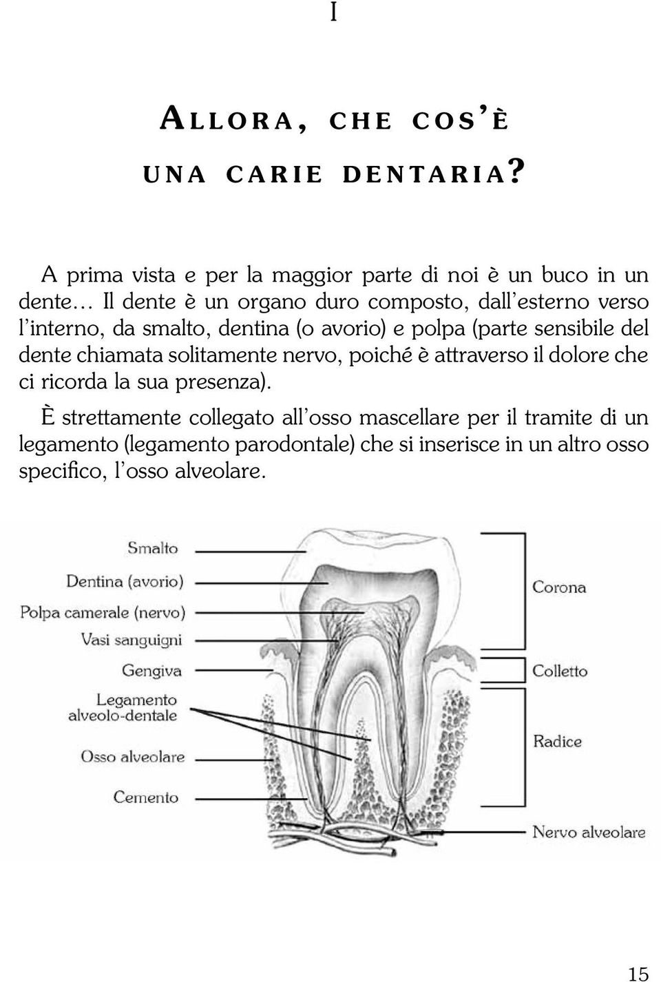 interno, da smalto, dentina (o avorio) e polpa (parte sensibile del dente chiamata solitamente nervo, poiché è attraverso il