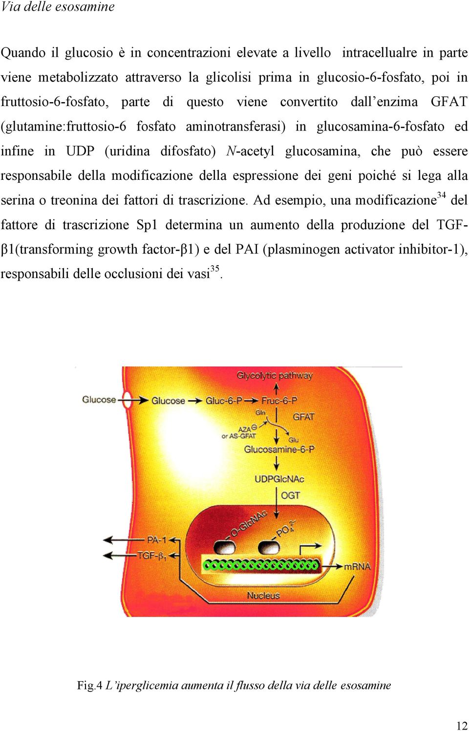 glucosamina, che può essere responsabile della modificazione della espressione dei geni poiché si lega alla serina o treonina dei fattori di trascrizione.