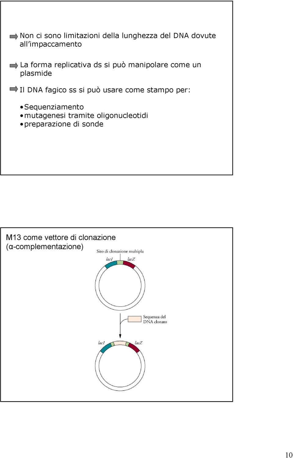 può usare come stampo per: Sequenziamento mutagenesi tramite