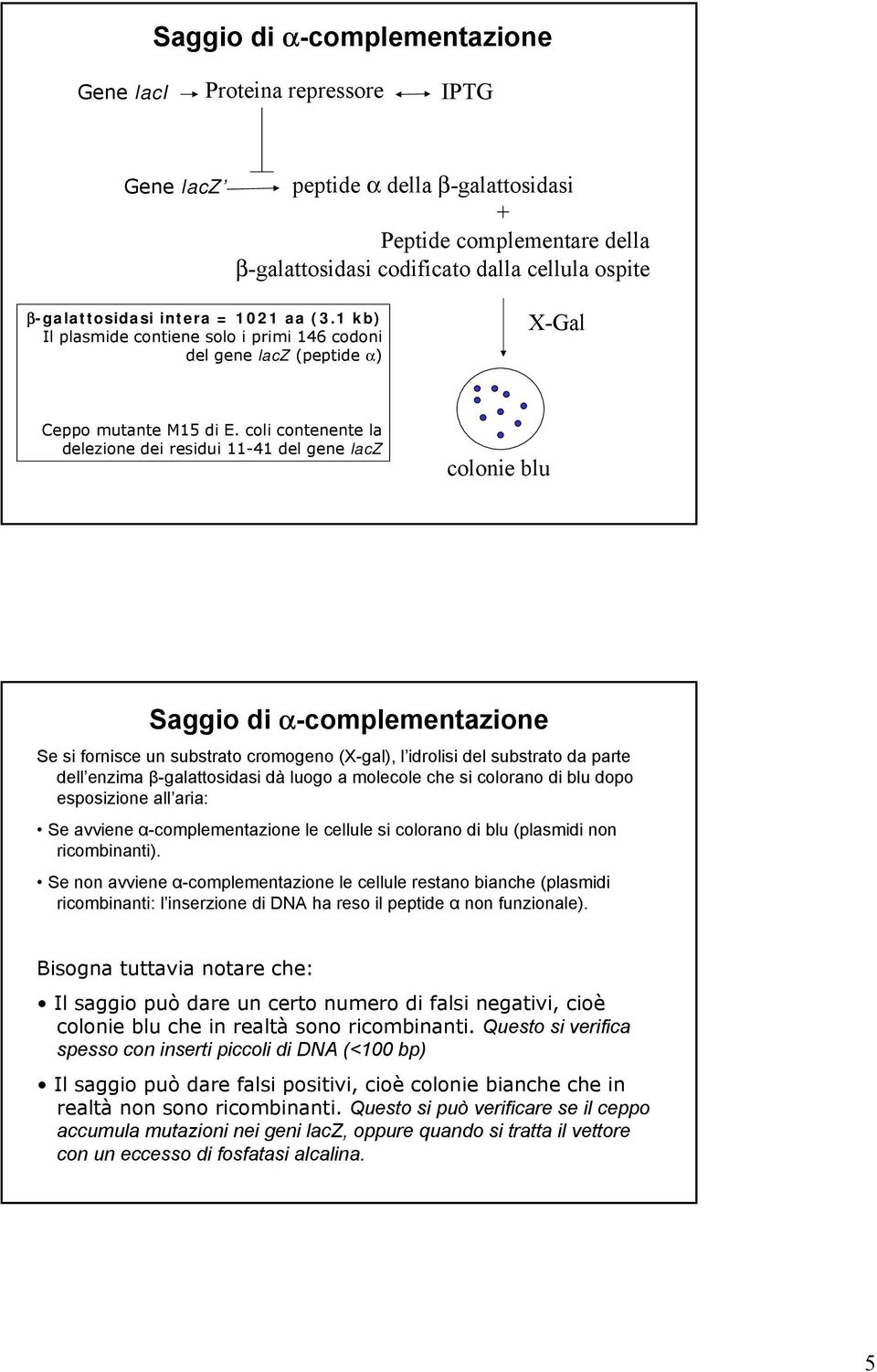 coli contenente la delezione dei residui 11-41 del gene lacz colonie blu Saggio di α-complementazione Se si fornisce un substrato cromogeno (X-gal), l idrolisi del substrato da parte dell enzima