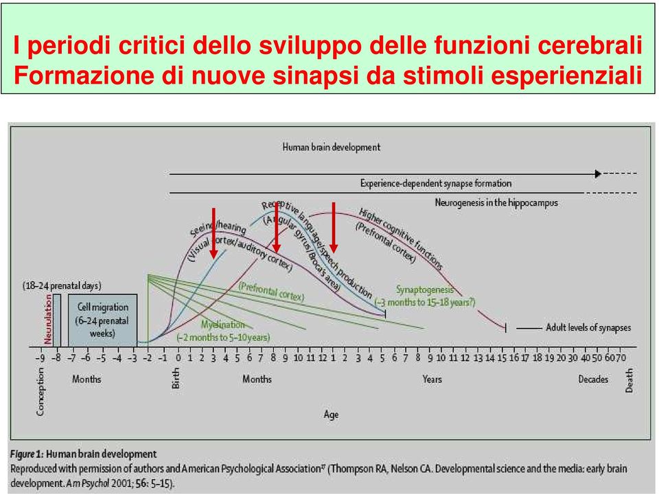 cerebrali Formazione di