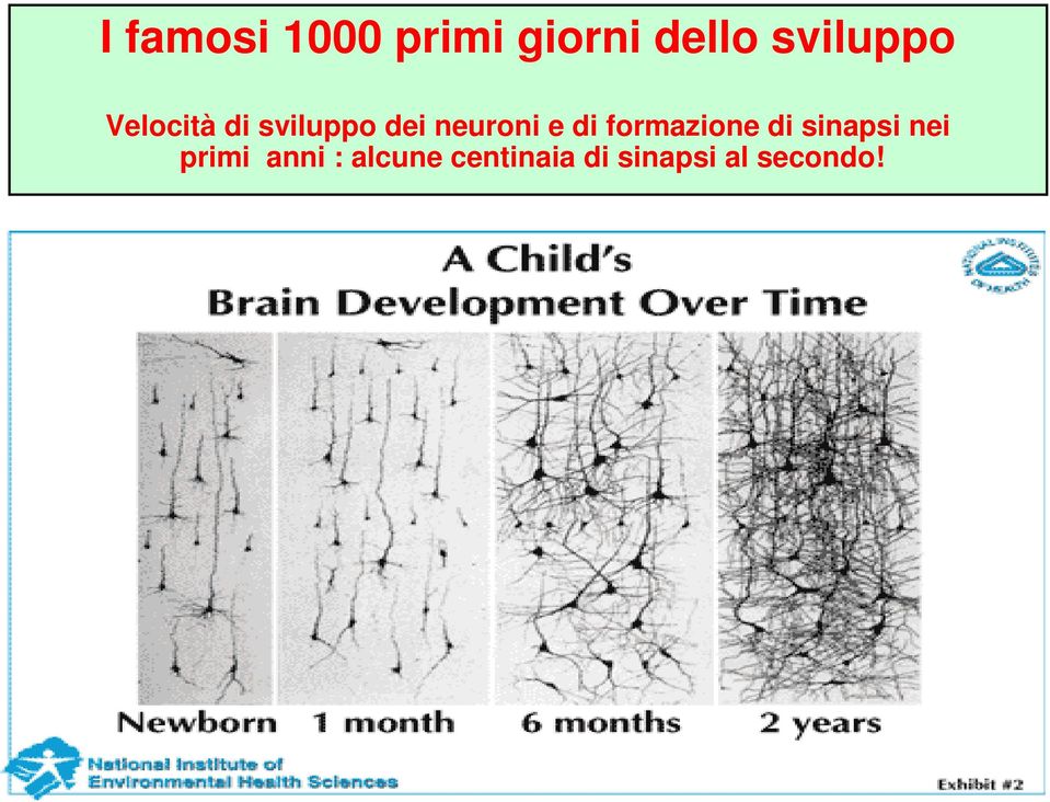 neuroni e di formazione di sinapsi nei