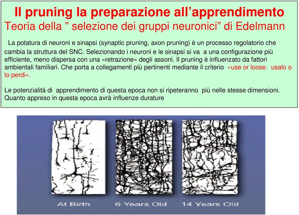 Selezionando i neuroni e le sinapsi si va a una configurazione più efficiente, meno dispersa con una «retrazione» degli assoni.