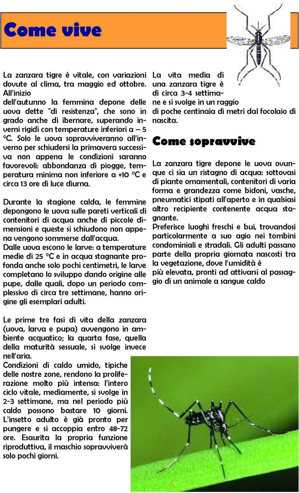 Solo le uova sopravviveranno all inverno per schiudersi la primavera successiva non appena le condizioni saranno favorevoli: abbondanza di piogge, temperatura minima non inferiore a +10 C e circa 13