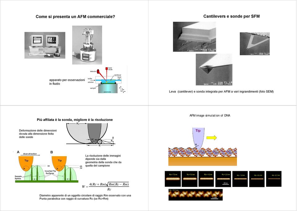 affilata è la sonda, migliore è la risoluzione AFM image simulation of DNA Deformazione delle dimensioni dovuta alla dimensione finita delle