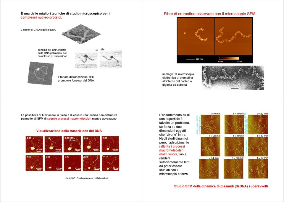 looping del DNA immagini di microscopia elettronica di cromatina all interno del nucleo o digerita ed estratta La possibilità di funzionare in fluido e di essere una tecnica non distruttiva permette