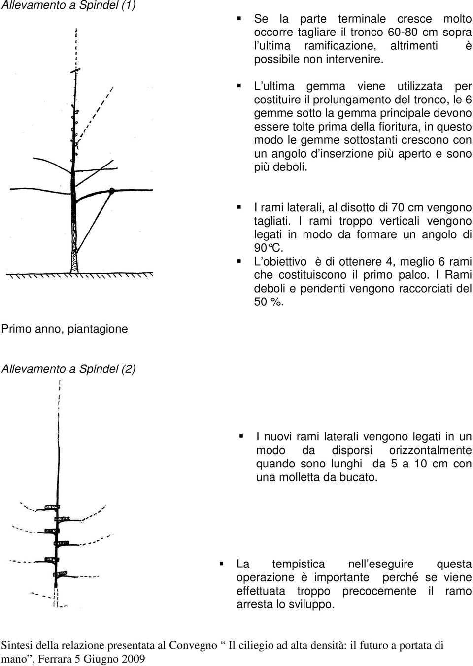 crescono con un angolo d inserzione più aperto e sono più deboli. I rami laterali, al disotto di 70 cm vengono tagliati. I rami troppo verticali vengono legati in modo da formare un angolo di 90 C.