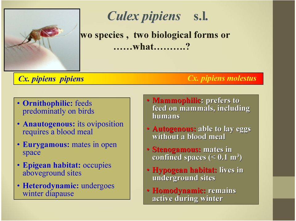 space Epigean habitat: occupies aboveground sites Heterodynamic: undergoes winter diapause Cx.